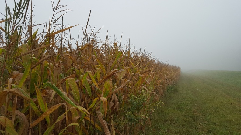 Foggy Morning Bike Ride