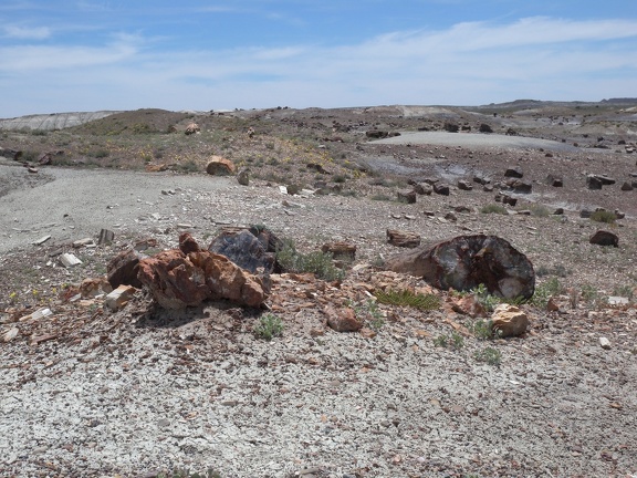 Petrified Forest & Painted Desert