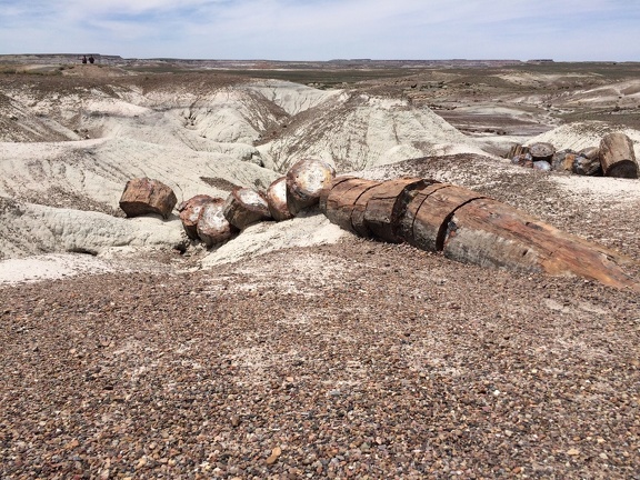 Petrified Log