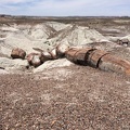 Petrified Log