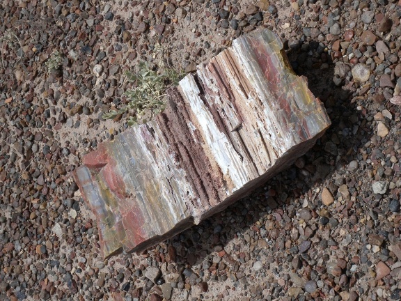 Petrified Wood