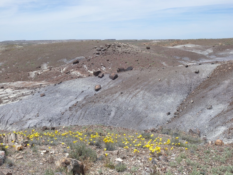 Petrified Forest & Painted Desert