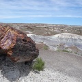 Petrified Forest