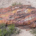 Petrified Forest