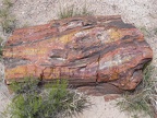 Petrified Forest