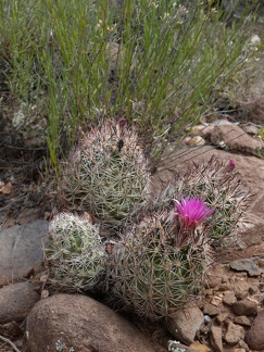 Airport Loop Hike