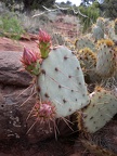 Airport Loop Hike