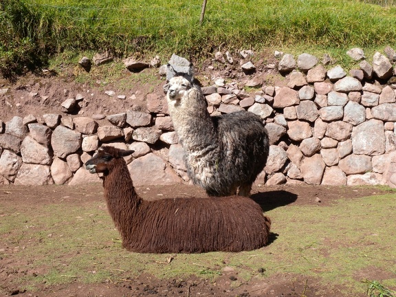 Alpacas