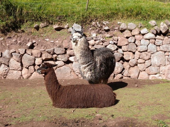 Alpacas