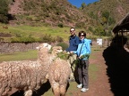 We're feeding the alpacas