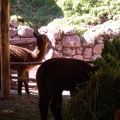Alpaca Babies in Shadow