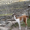 Baby Llama in Machu Picchu