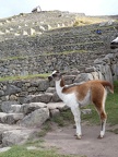 Baby Llama in Machu Picchu