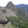 Llama Surveys Machu Picchu