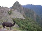 Llama Surveys Machu Picchu