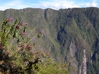Flowers in the Andes
