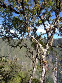 Andes Flora