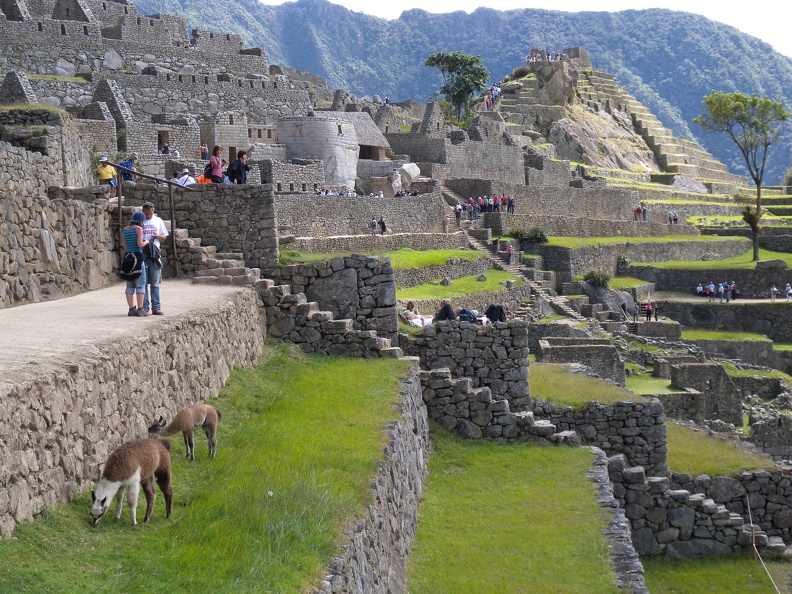 Llamas in Machu Picchu