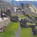 Llamas in Machu Picchu