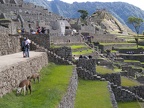 Llamas in Machu Picchu