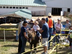 Lilly's First Pony Ride