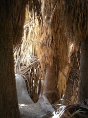 Palm Frond Fort
