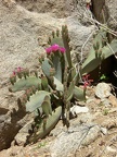 Blooming Cactus