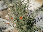 Apricot Mallow