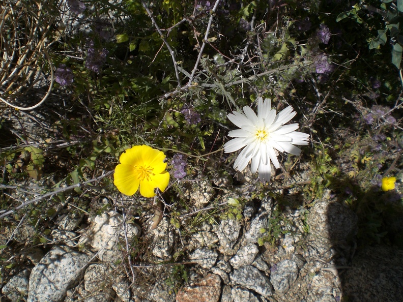 Poppy and Chicory