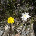 Poppy and Chicory