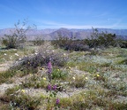 Arizona Lupine