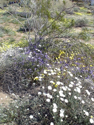 Desert Chicory