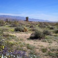 Flowers by campground