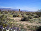 Flowers by campground