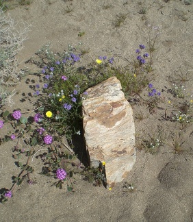 Flowering rock