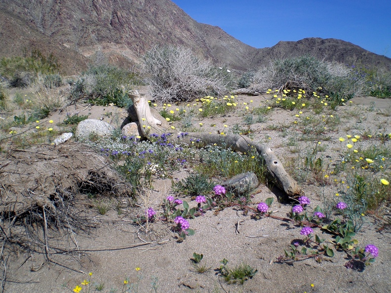 A fair number of logs and large branches were used to mark the trail. I'm not quite sure where they came from. flickr-ginsnob-2322330120.jpg