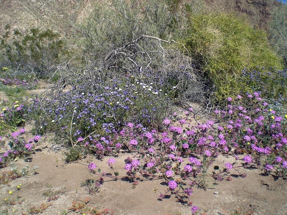 Sand Verbena