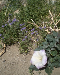 Jimson Weed