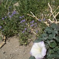 Jimson Weed