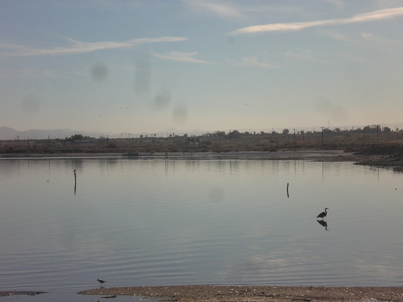 Bird with reflection