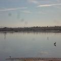 Bird with reflection