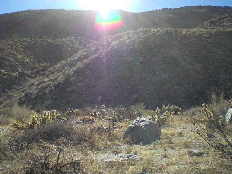 Glowing Chollas