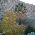 Autumn in the Canyon
