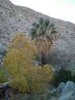 Autumn in the Canyon