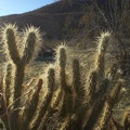 Chollas in the Sun