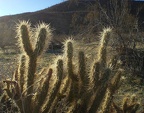 Chollas in the Sun