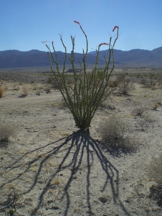 Desert blooms