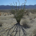 Desert blooms