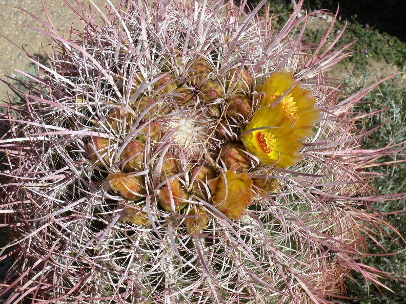 Beginning of Desert Flowers