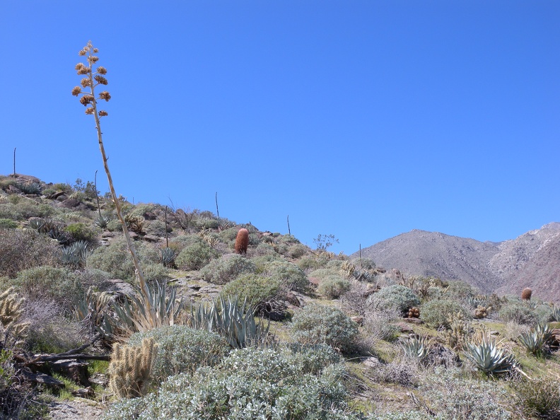 Dried husk from previous flowering overlooks a barrel cactus and some bonus quail in the background. flickr-ginsnob-4434223042.jpg